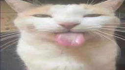 Levii Discord Bot Banner
