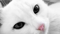 cat Discord Bot Banner
