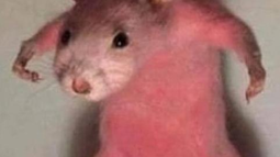 Kalel™ Discord Bot Banner