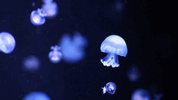 Jellyfish Discord Bot Banner