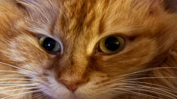 Give Cat Discord Bot Banner