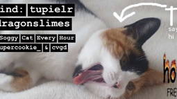 Hourly Cats Discord Bot Banner