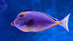 Fishy Discord Bot Banner