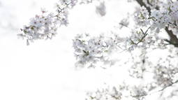 Snow Discord Bot Banner
