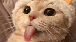 CuteCat Discord Bot Banner