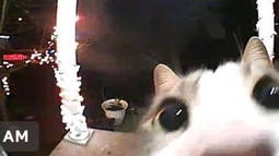 Daily Cat Discord Bot Banner