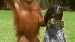 Miguel Monke Discord Bot Banner