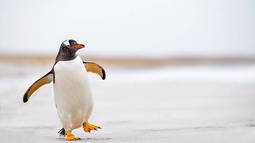 Pengu Discord Bot Banner