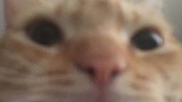 $chatbot Discord Bot Banner