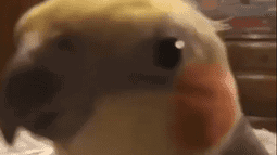 Phynix Discord Bot Banner