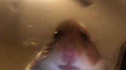 Hamster Bot Discord Bot Banner