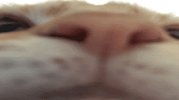 Nezuko Chan Discord Bot Banner