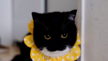 ferocious beast Discord Bot Banner
