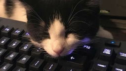 stupid bot Discord Bot Banner