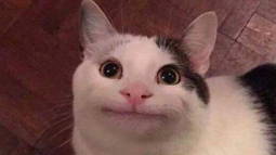 Dark Cat Discord Bot Banner