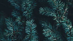 Christmas Countdown Discord Bot Banner