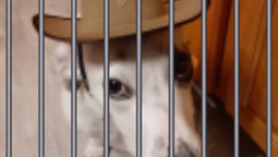 SnoopyPlayz Discord Bot Banner