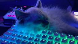 Guiwny Discord Bot Banner