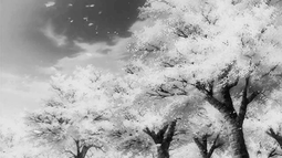 ೀ  meow Discord Bot Banner