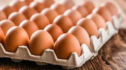 Eggbot Discord Bot Banner
