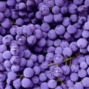 purple 🍇 Discord Server Logo